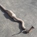 CENTER EXHAUST PIPE FOR A MITSUBISHI INTAKE & EXHAUST - 